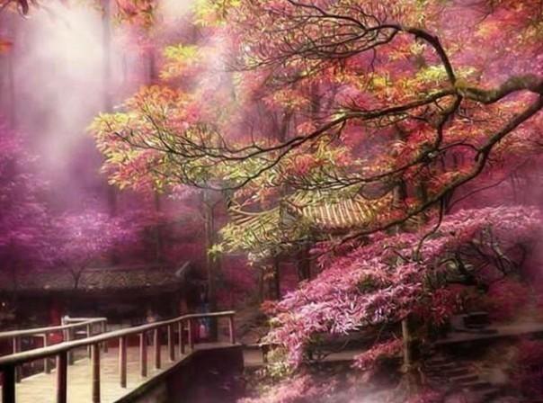 植物大战僵尸：花园战争